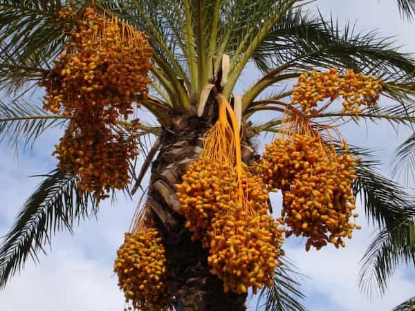 تصویر 1 از خرید و قیمت خرما زاهدی + فروش عمده